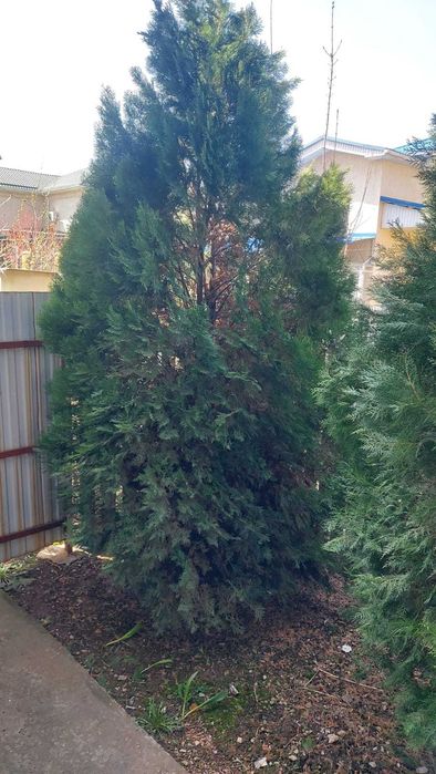 Туя западная Брабант 4 шт