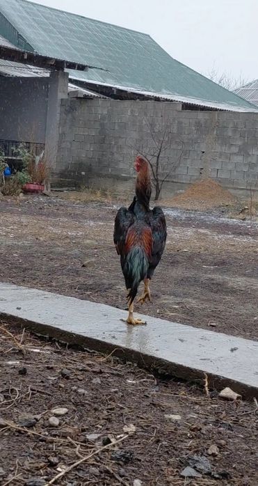 Дакан апрельский