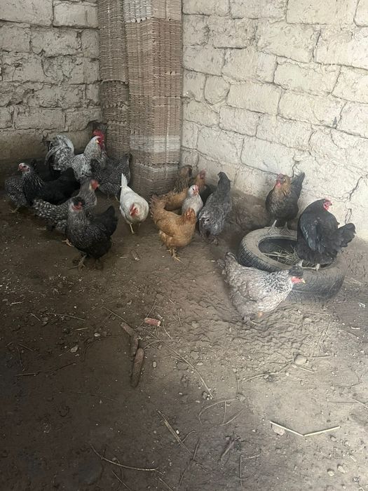 Куры домашние куры