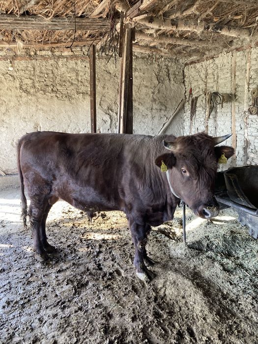 hoʻkiz sotiladi ikki yoshdan oʻtkan