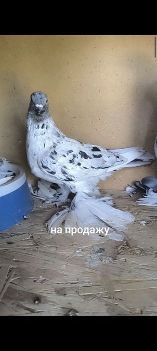 Продается челкари