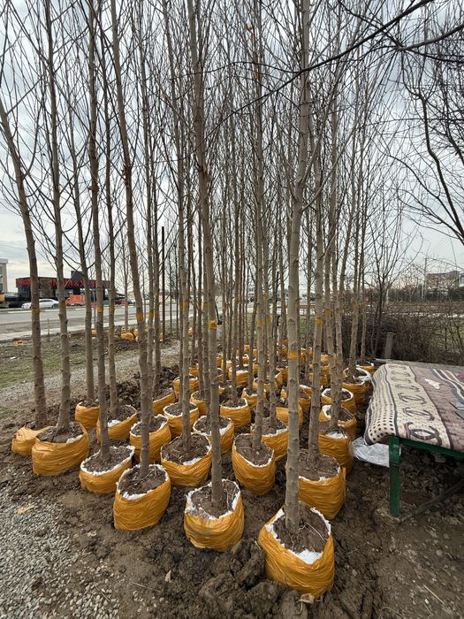 Чинор дарахтлари бор