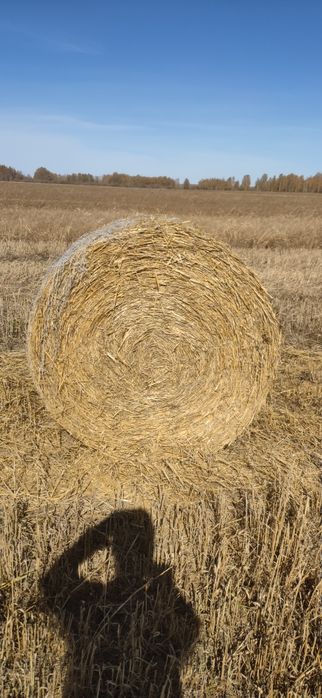 Продам солому ячменную