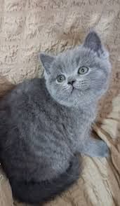 Шотландский котенок, мальчик