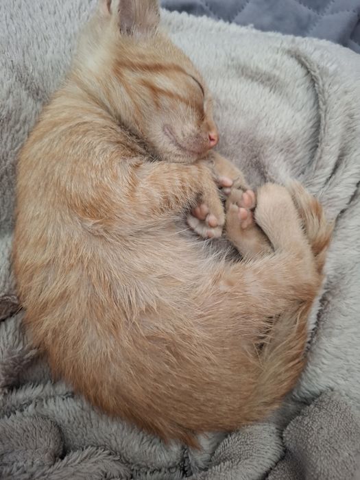 Baby Yoda Jucăuș pt adopție