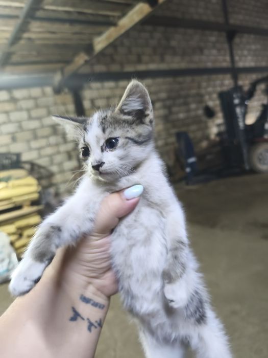 Ищут новый дом котята