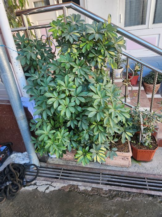 Gullar sotiladi har hil turdigi