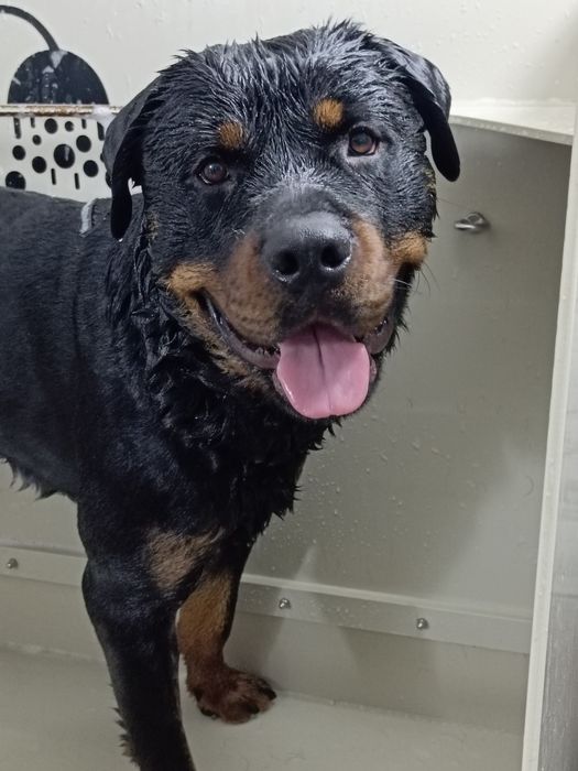 Профессиональный  груминг собак