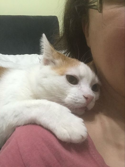 Pet sitter -pisici si caini