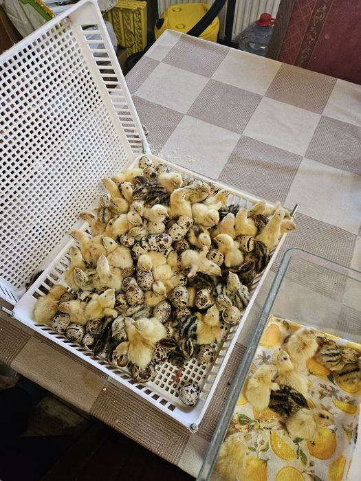 ПЪДПЪДЪЦИ (малки и големи )