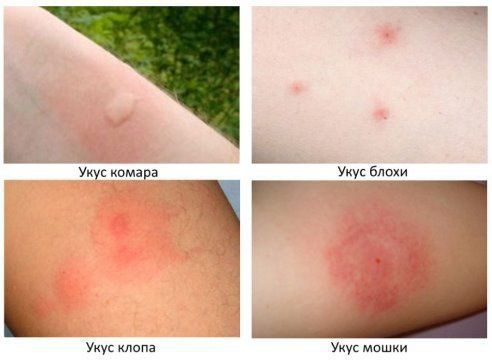 Дезинсекция квартир, домов и офисов 100% гарантия .Форма оплаты любая!