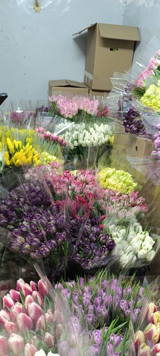 Тюльпаны отборного качества 350 -450 тг