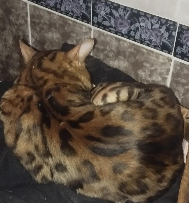 Продам бенгальского котика