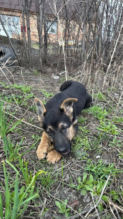 Продам щенка немецко овчарки