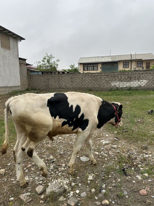 Buqa sotiladi golshteyn