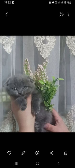 Skottish fold mushuk