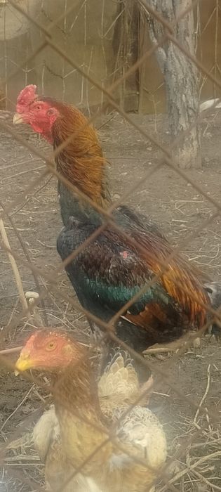 Продаётся дакан бойцовый туляк