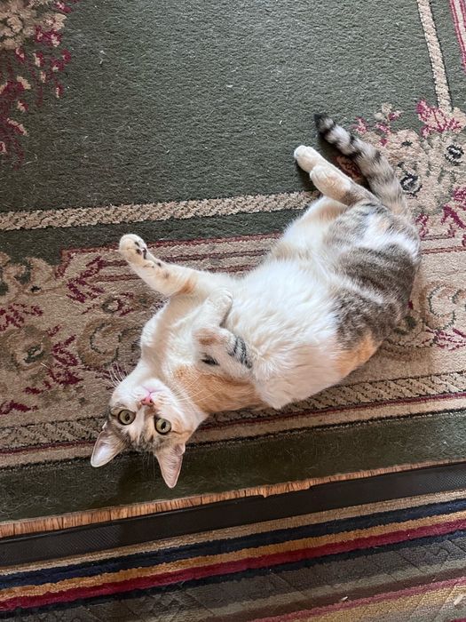 Отдадим кошку в добрые руки