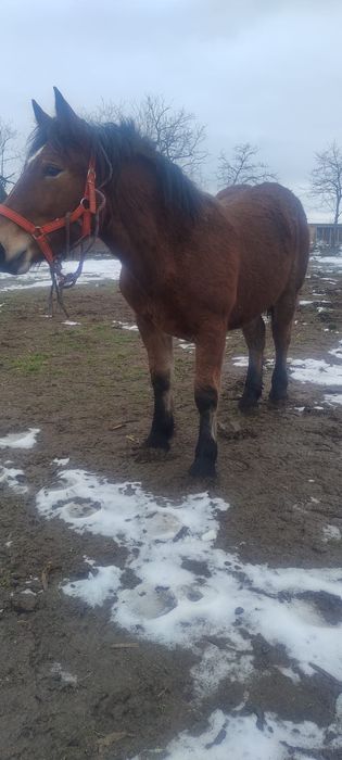 Vand o manza se trage din cai grei