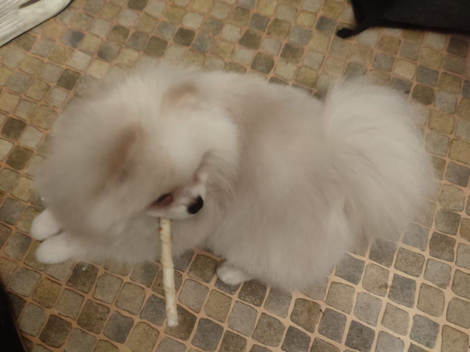 Продам померанского шпица