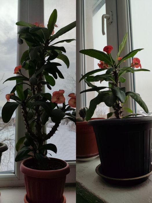 Домашние цветы 22 штуки