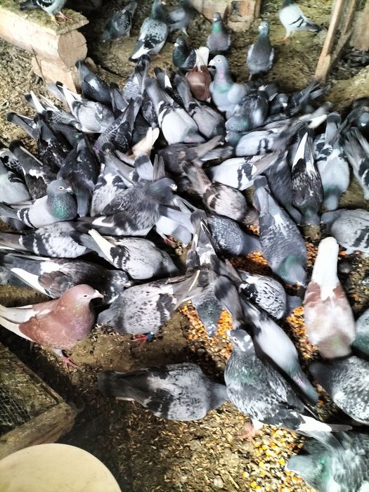 Porumbei caut un copil care dorește și îi plac porumbei