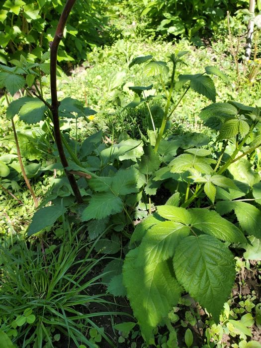 Ежемалина большими кустами