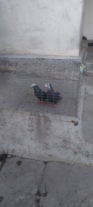 Рябагаловый пара чубати лиси