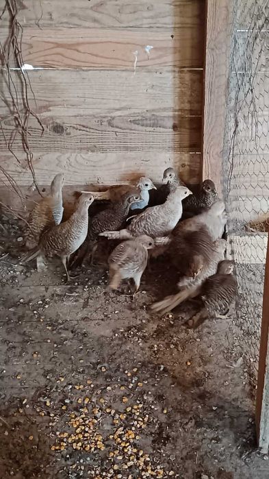 Vand fazani aurii pe roșu