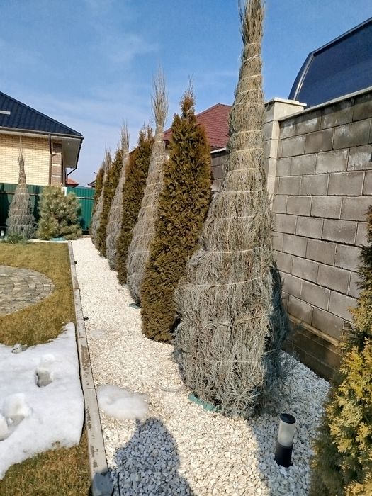 Садовник Обрезка деревьев