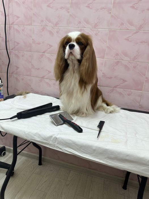 Кавалер кинг чарльз спаниель