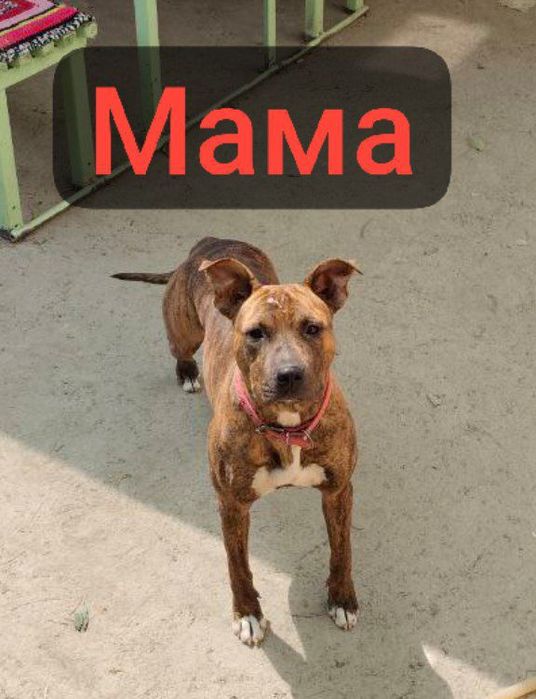 Продаётся Щенок породы Питбультерьер