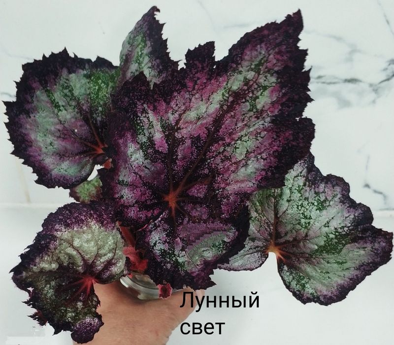 Молоденькие сортовые бегонии.