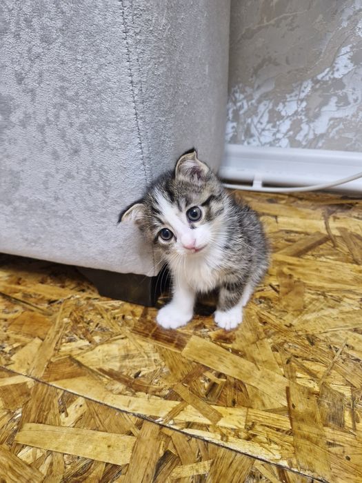 Бесплатно отдам котят домащних в хорошие руки