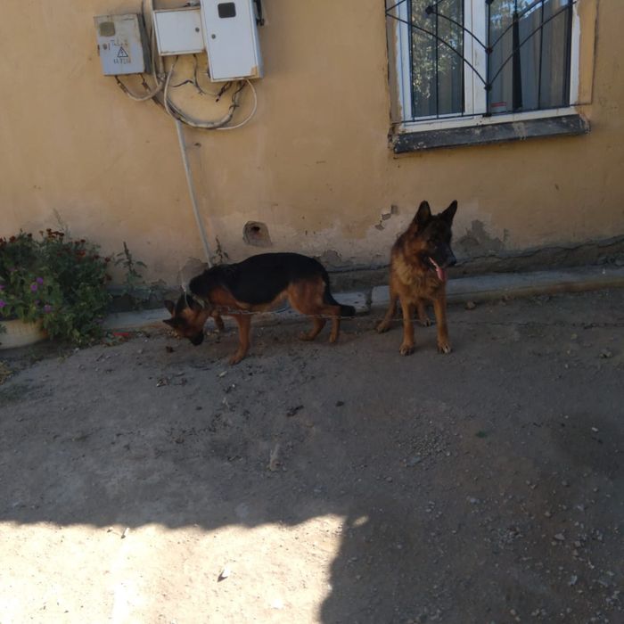 Щенки авчарки продам