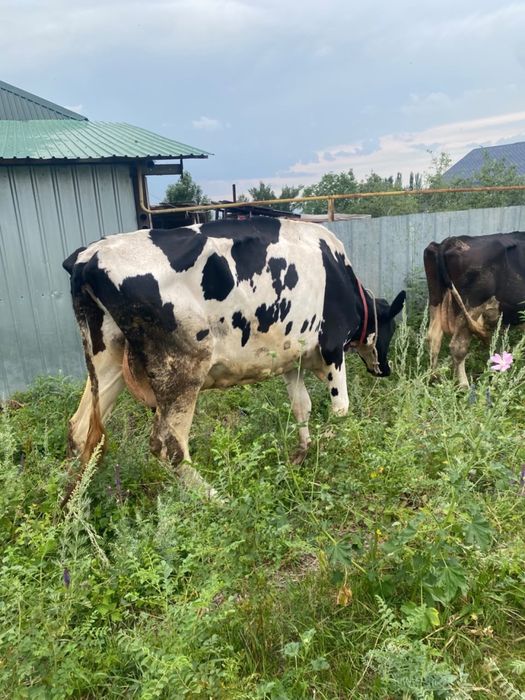 Продам коровы срочно