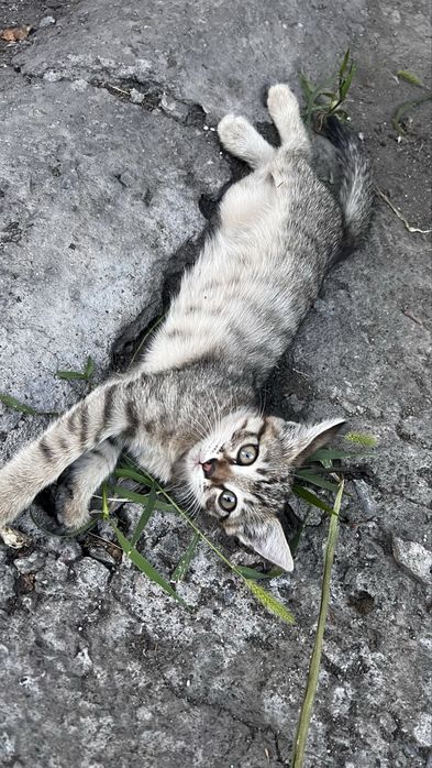 Котята - возраст 1 месяц