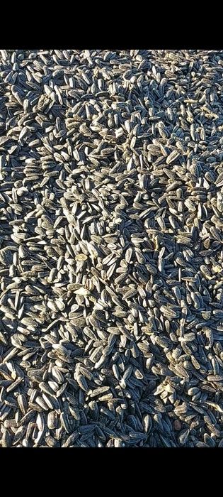 Vând floarea-soarelui