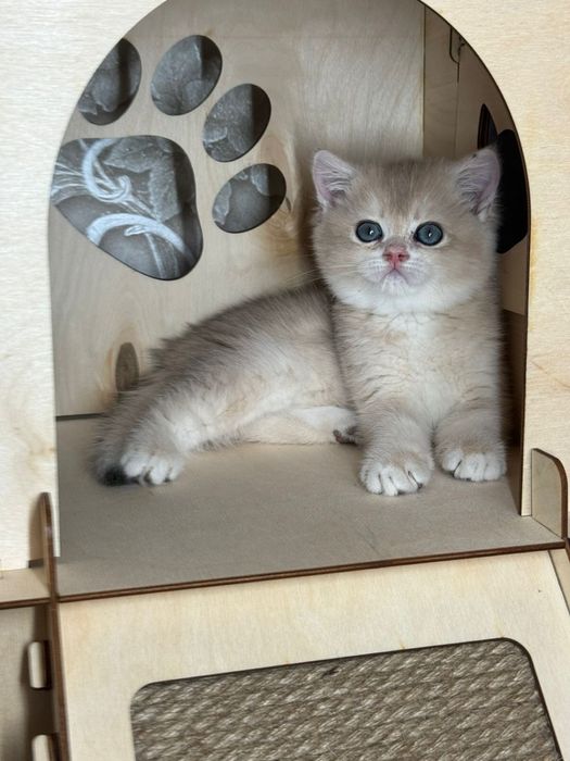 Синие глазки