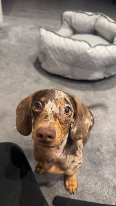 Dog sitter Cluj Napoca