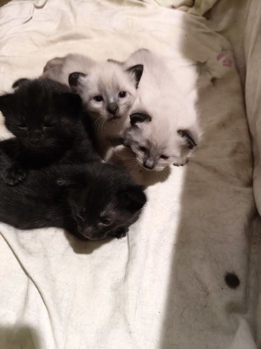 Отдам котят в добрые руки