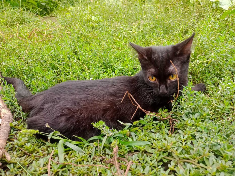 Отдам котенка девочку