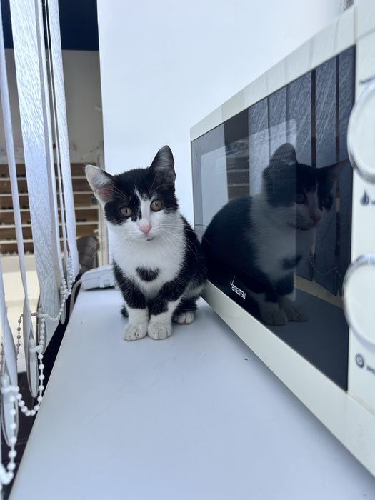 Отдам бесплатно котенка в добрые руки