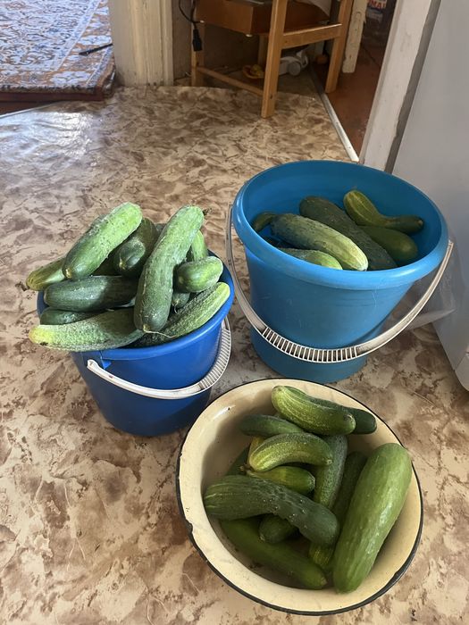 Продам огурцы домашние