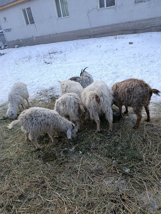 Продаю беременных коз.Козы простые.