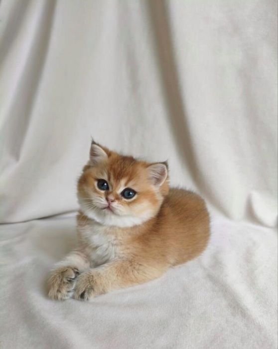 Золотые котята окрас шиншилла