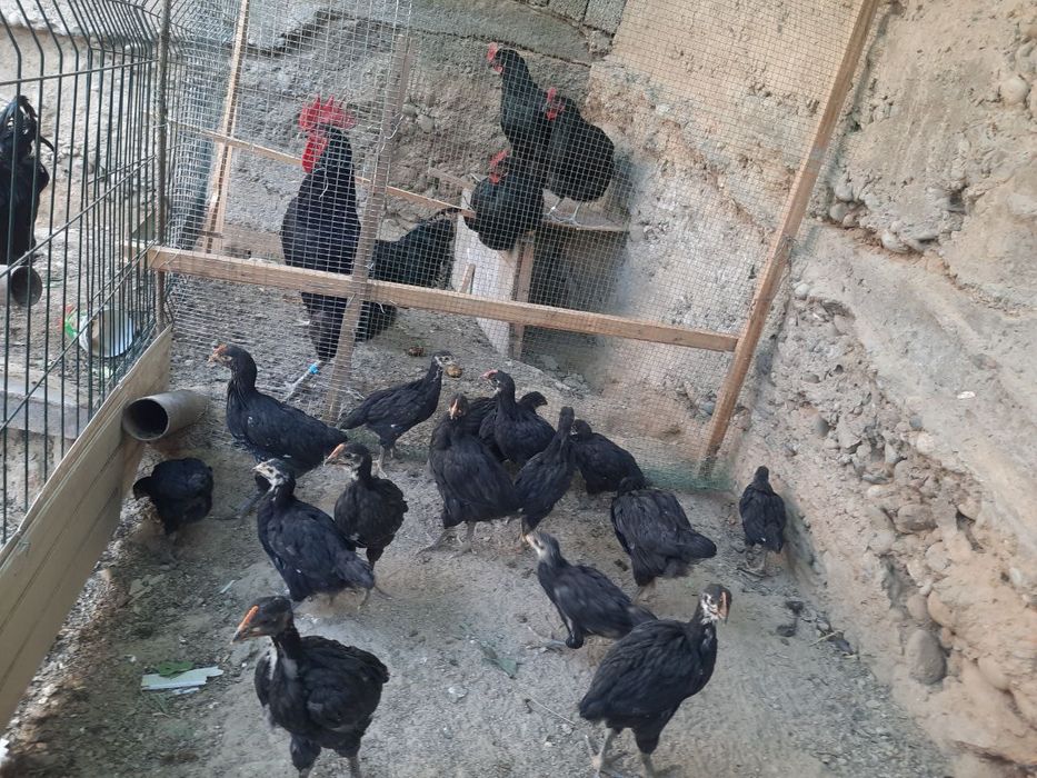 Кора шахзода тозаси