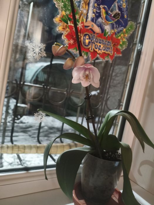 Цветущая орхидея