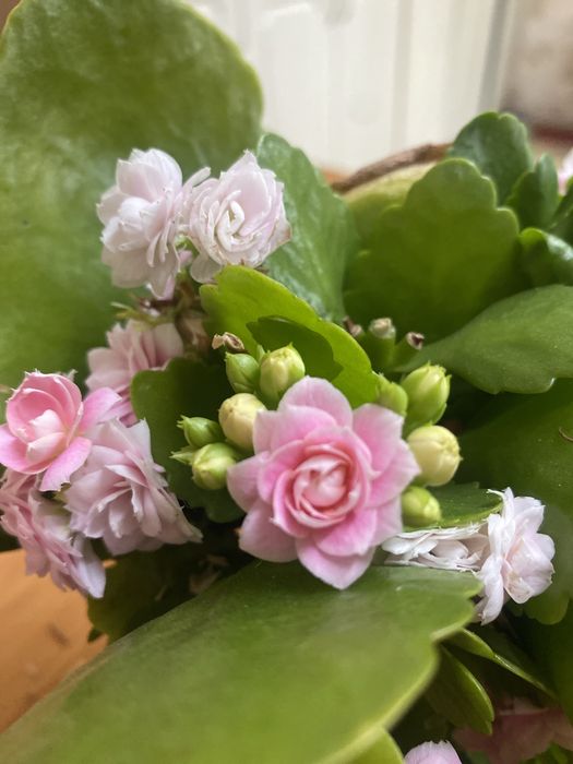 Отростки каланхое