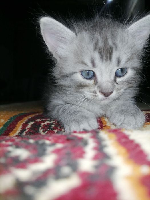 Шиншилла 1 ярим ойлик мушукчалар. Аклли. Смес ичадилар. Лотокка чикади